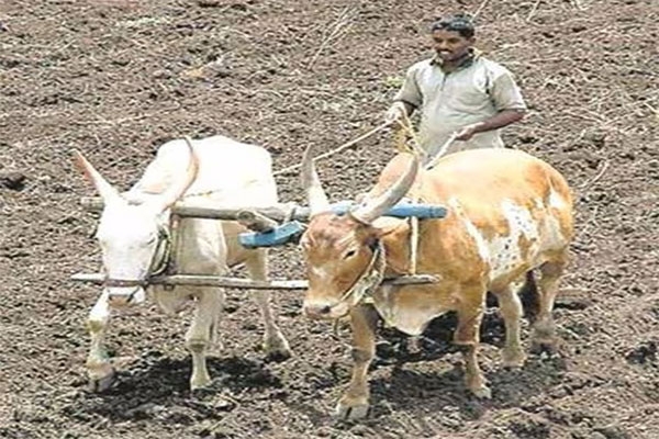 shetkari