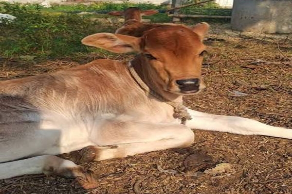 , agriculture, cow conservation, maharashtra, gomata yatra, organic farming, animal husbandry, rural development,