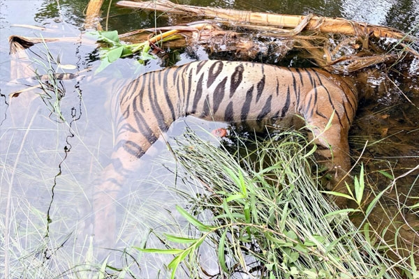 tiger