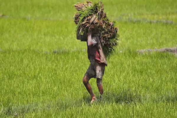 When will farmers get relief When will farmers get relief