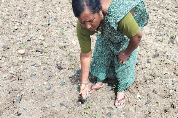 soybean crop damaged