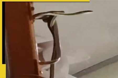 गरीब रथच्या एसी कोचमध्ये महिलेला सर्पदंश