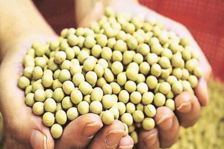 बोगस बियाणे उत्पादक कंपनीविरुद्ध गुन्हे दाखल