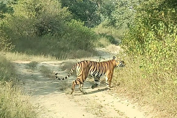 khursapar forest khursapar forest