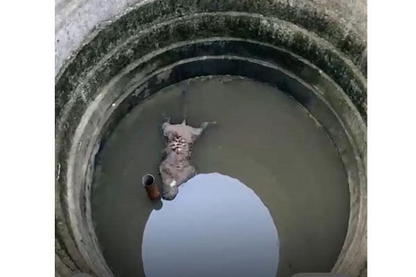 tiger