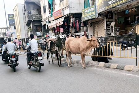 जनावरे रस्त्यावर सोडल्यास थेट जप्ती-नगराध्यक्ष कारू