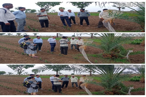 gujarat khajur cultivation succeeds in wardha farmer earns 40 thousand from date farming