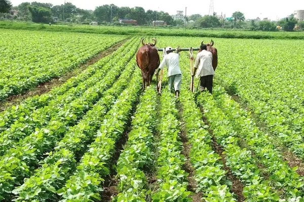 farmers get relief as maharashtra devendra fadnavis announces announces rs 48000 crore electricity bill waiver