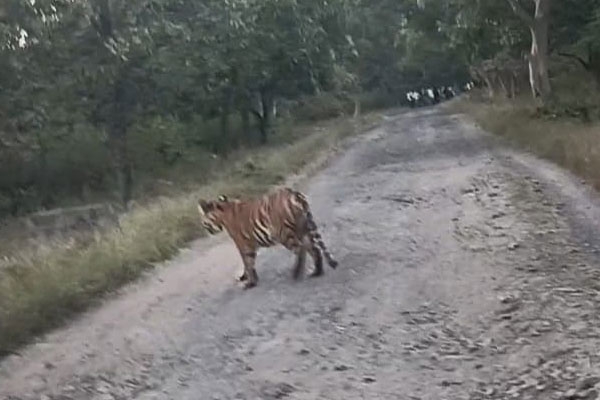 forest department moves to capture tiger after fear spreads in four villages