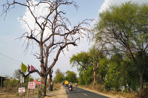 dangerous roadside trees pose serious risk during monsoon in wardha district