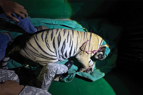 tiger