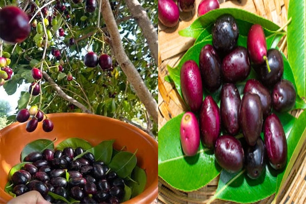 gi tag bahadoli jamun from maharashtra palghar famous for taste and global demand