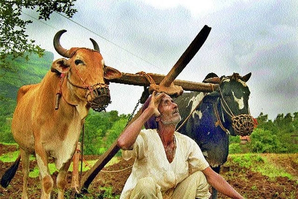 el nino threat looms over maharashtra farmers as irregular rainfall affects kharif sowing