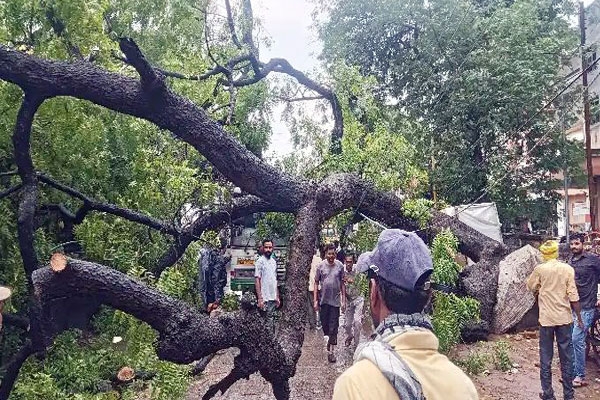 100 year old tree falls on bus in ballarpur after heavy rain, traffic disrupted