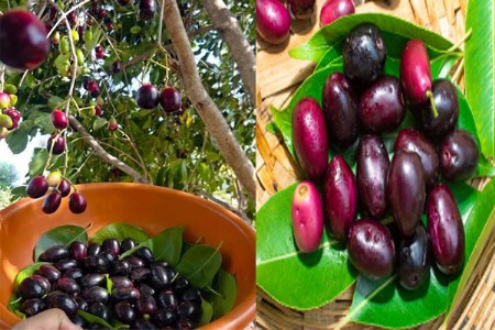महाराष्ट्रातील ‘या’ ठिकाणी पिकतात सर्वाधिक जांभूळ