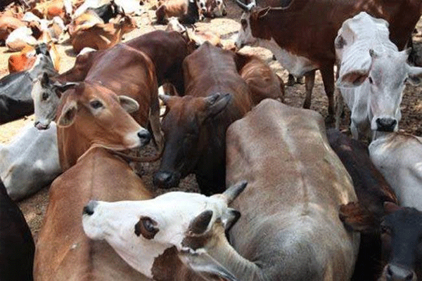 cattle-smuggling