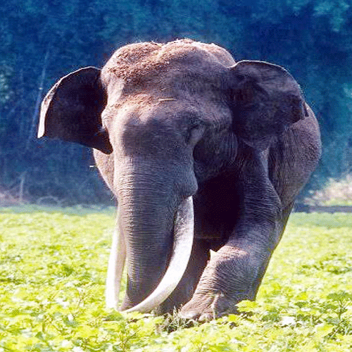 elephan