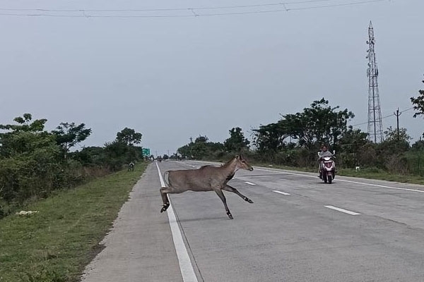 wild animals on highway raise accident risk in manora forest stretch