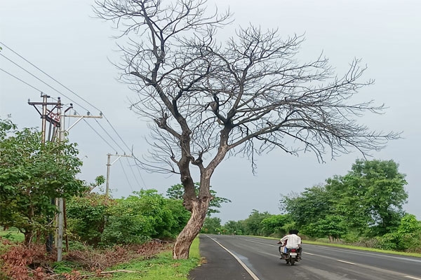 dry tree poses accident risk on arvi amravati state highway