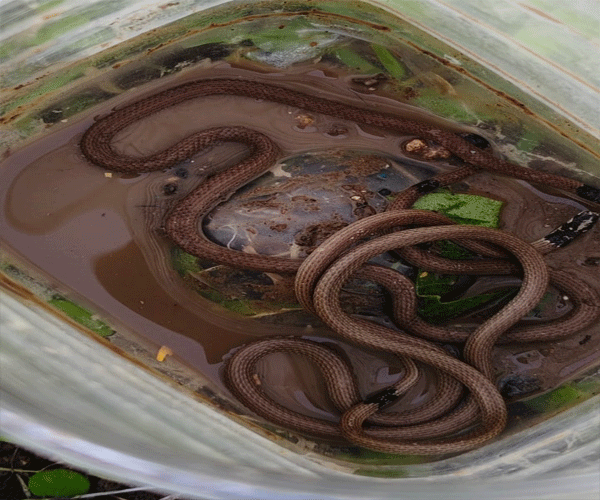 rare snakes rare snakes