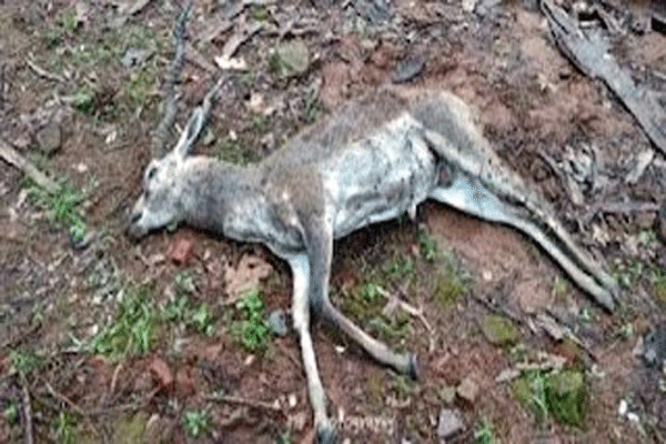 blackbuck-killed blackbuck-killed