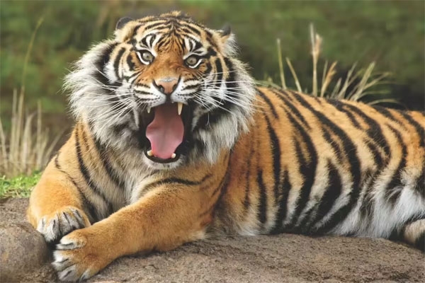 tiger