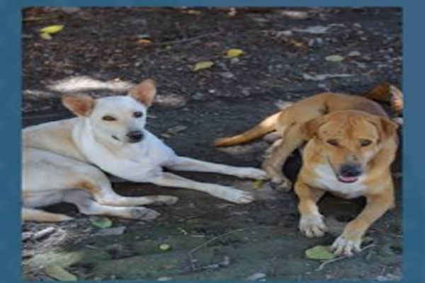 3 year old boy dies in stray dog attack in chhatrapati sambhajinagar’s khultabad