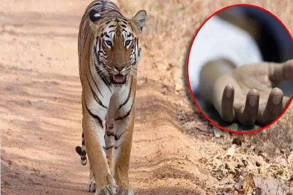 tiger attack