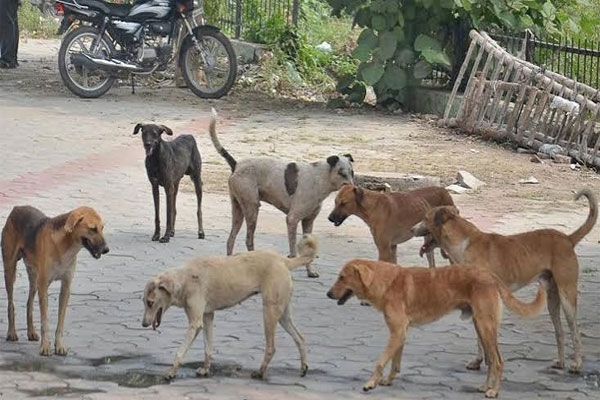 six injured in stray dog attack at bhilkheda temple area in karanja lad six injured in stray dog attack at bhilkheda temple area in karanja lad