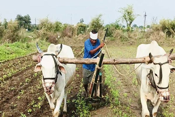 three days of drizzle revive kharif crops in wardha district bringing relief to farmers