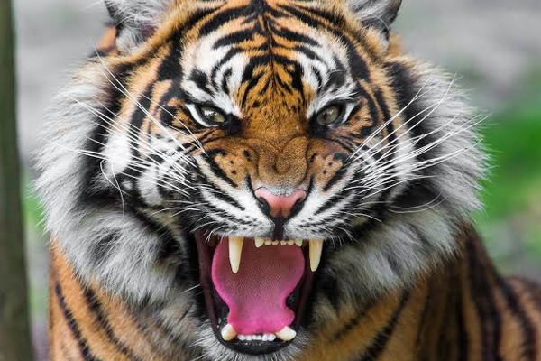 tiger attack