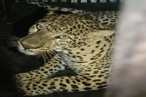 leopard-finally-captured