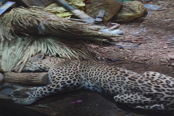 leopard