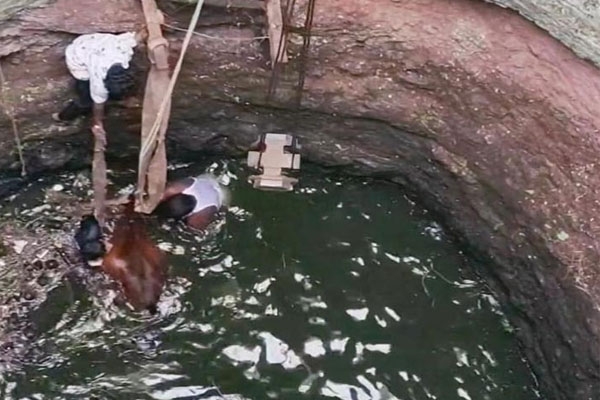 washim cow rescue news, animal rescue washim, mayuresh mandhane snake rescuer, cow trapped in well, washim latest news, wildlife rescue india, animal welfare news, brave rescue operation, crane rescue mission, snake rescuer maharashtra, washim city news, social service story, animal protection