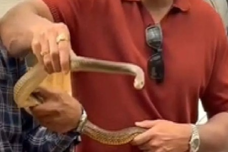 सोनू सूदच्या घरात सहा फुटांचा धामण साप
