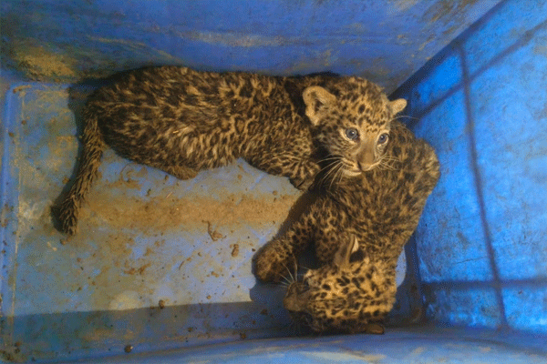 leopard-cubs-found leopard-cubs-found