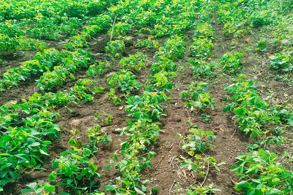 soybean-crops-turn-yellow