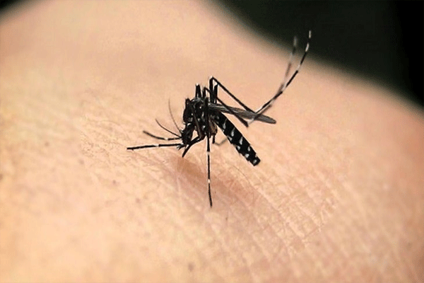 malaria malaria