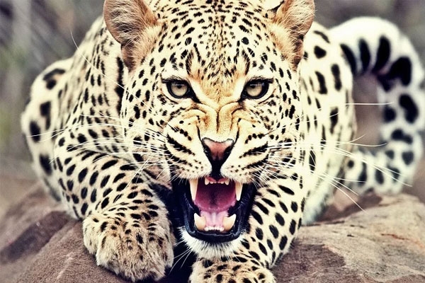 leopard attack injures farm worker in adyalmendha nagbhid chandrapur