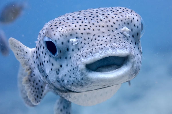 FISH