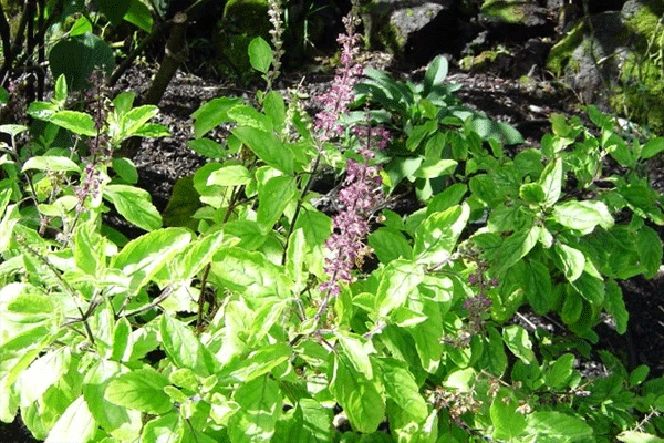 benefits of wild tulsi