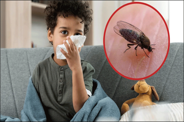 a sandfly bite can prove fatal