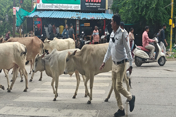 animals loose on the road