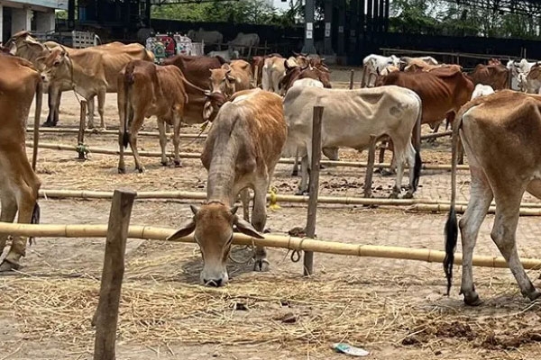 mauda illegal cattle market