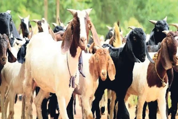8 Goats Stolen from Shed in Amani Village Near Malegaon; Police Register Theft Case