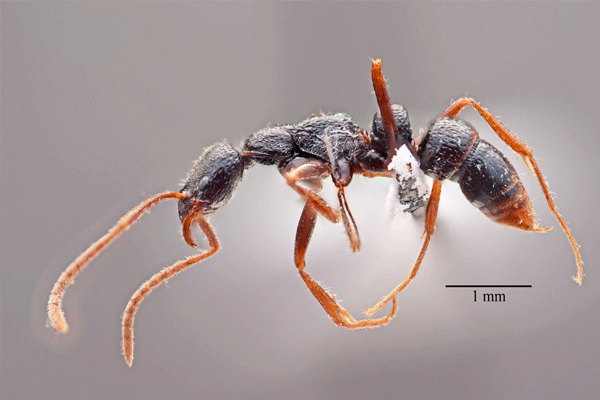 the rare world of ants 