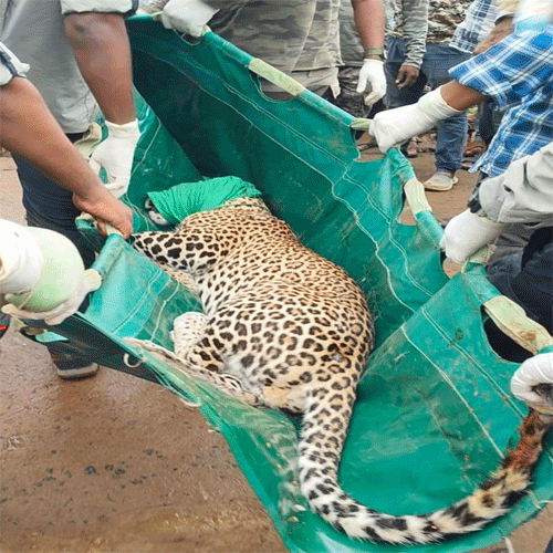 leopard captured