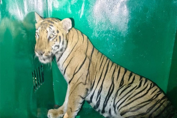 tigress t-120 captured after fatal attack on man in brahmapuri forest