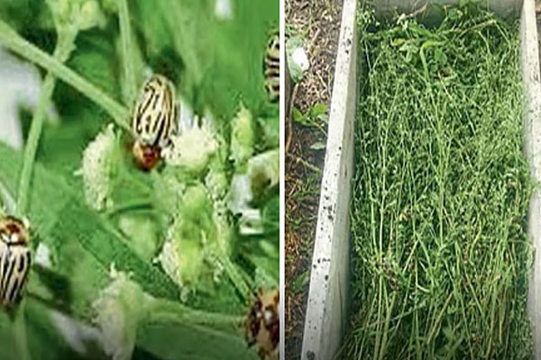 selu nagar panchayat news, bjp memorandum selu, weed control city, pesticide spraying demand, monsoon civic issues maharashtra, selu city problems, insect control measures, municipal administration news, sanjay jaiswal bjp, urban cleanliness maharashtra, local news selu