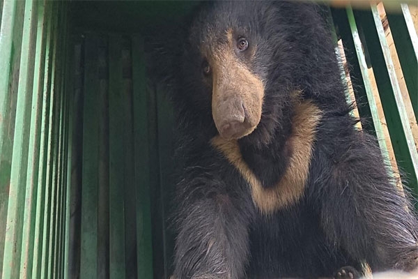 Bear 